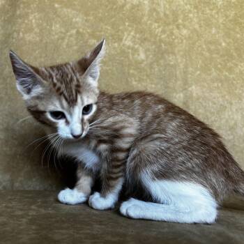 Reeses -  Domestic Short Hair Cat for Adoption in Liverpool, Texas - Reeses | PetCurious