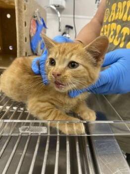Sunshine -  Domestic Short Hair Cat for Adoption in Gastonia, North Carolina - Sunshine | PetCurious