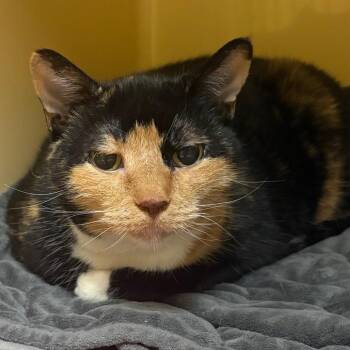 Kiki -  Domestic Short Hair Cat for Adoption in East Hanover, New Jersey - Kiki | PetCurious