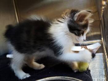 A1052899 -  Domestic Medium Hair Cat for Adoption in Martinez, California - A1052899 | PetCurious