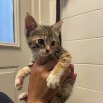 Zoomie -  Domestic Short Hair Cat for Adoption in Albert Lea, Minnesota - Zoomie | PetCurious