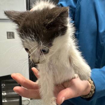 Rescue Domestic Short Hair Cats for Adoption in Spring Hill, Kansas - Nessa Rose | PetCurious