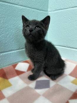 Domestic Short Hair Cats Available for Adoption in Spruce Pine, North Carolina - Strauss | PetCurious