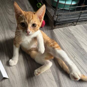 Abel (COH-A-67740) -  Domestic Short Hair Cat for Adoption in Volcano, Hawaii - Abel (COH-A-67740) | PetCurious