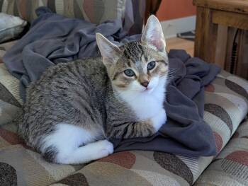 Rescue Domestic Short Hair Cats for Adoption in Muskegon, Michigan - Bounce | PetCurious