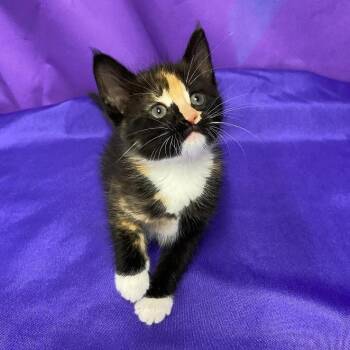 Domestic Medium Hair Cats Available for Adoption in North Myrtle Beach, South Carolina - Beatrice | PetCurious