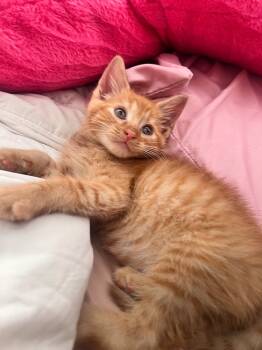 Rescue Domestic Short Hair Cats for Adoption in Johnson City, Tennessee - Sebastian | PetCurious