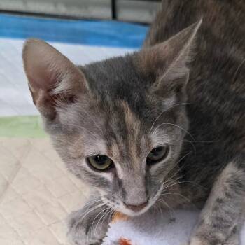 Chupa -  Domestic Short Hair Cat for Adoption in Bronson, Florida - Chupa | PetCurious