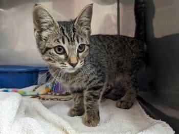 WILLOW* -  Domestic Short Hair Cat for Adoption in Santa Cruz, California - WILLOW* | PetCurious