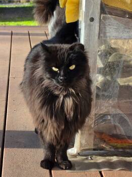 Domestic Long Hair Cats Available for Adoption in Pendleton, Oregon - Beauty | PetCurious