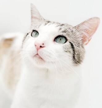Jacob is nothing less than EXTRAORDINARY - VIDEO of this blue ey -  Snowshoe and Siamese Cat for Adoption in Bedford Hills, New York - Jacob Is Nothing Less Than EXTRAORDINARY - VIDEO Of This Blue Ey | PetCurious