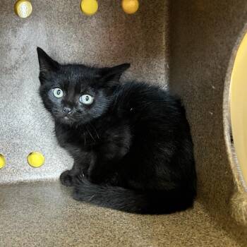 Thing 2 -  Domestic Short Hair Cat Available for Adoption in Abilene, Texas - Thing 2 | PetCurious