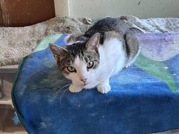 Rescue Domestic Short Hair Cats for Adoption in Mount Airy, Maryland - Wren | PetCurious