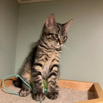 0626-110 Rascal -  Domestic Short Hair Cat for Adoption in Abingdon, Maryland - 0626-110 Rascal | PetCurious
