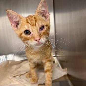Bernie -  Domestic Short Hair Cat for Adoption in Sarasota, Florida - Bernie | PetCurious