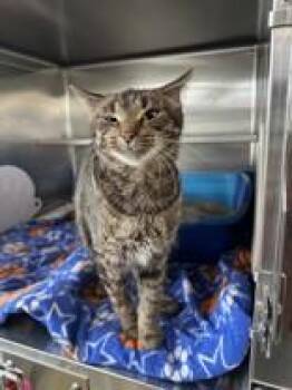 Fiona -  Domestic Short Hair Cat Available for Adoption in Manitowoc, Wisconsin - Fiona | PetCurious