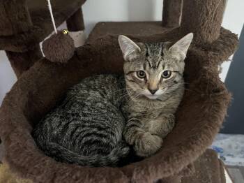 Michael -  Tabby Cat for Adoption in Millville, Utah - Michael | PetCurious