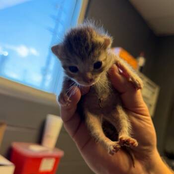 Domestic Short Hair Cats Available for Adoption in Tuscaloosa, Alabama - TUSC-Stray-84226_2 | PetCurious