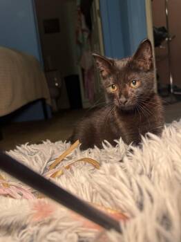 The Great Bambino -  Domestic Short Hair Cat for Adoption in St. Augustine, Florida - The Great Bambino | PetCurious