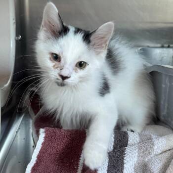 Shadow -  Domestic Medium Hair Cat for Adoption in Cedaredge, Colorado - Shadow | PetCurious