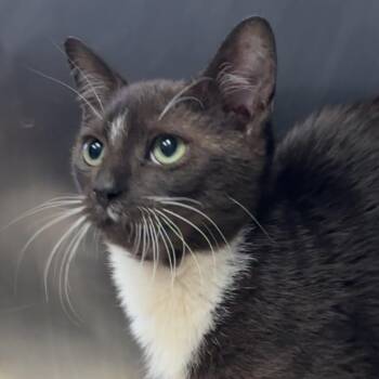 Domestic Short Hair Cats Available for Adoption in Henderson, Kentucky - Gojira | PetCurious