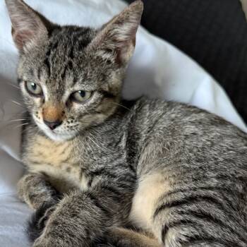 Rescue Domestic Short Hair Cats for Adoption in Long Beach, California - Gizmo | PetCurious