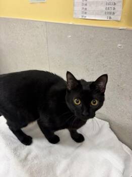 Ebony -  Domestic Medium Hair and Domestic Short Hair Cat for Adoption in Honolulu, Hawaii - Ebony | PetCurious