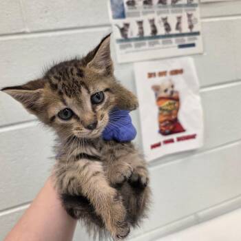 George -  Domestic Short Hair Cat for Adoption in Chattanooga, Tennessee - George | PetCurious