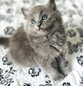 Persian Cats Available for Adoption in Herald, California - Smokey | PetCurious