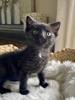 Rascal -  Domestic Short Hair Cat for Adoption in Virginia Beach, Virginia - Rascal | PetCurious