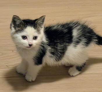 Coquina -  Domestic Medium Hair Cat for Adoption in Dayton, Minnesota - Coquina | PetCurious