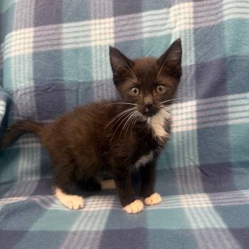 Rescue Domestic Short Hair Cats for Adoption in Jupiter, Florida - Charlie | PetCurious