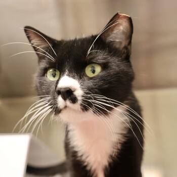 Chaplin -  Domestic Short Hair Cat for Adoption in Briarcliff Manor, New York - Chaplin | PetCurious