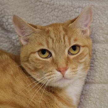 Blaze -  Domestic Short Hair Cat for Adoption in Versailles, Kentucky - Blaze | PetCurious