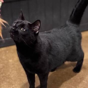 Nunu -  Domestic Short Hair Cat for Adoption in New York, New York - Nunu | PetCurious