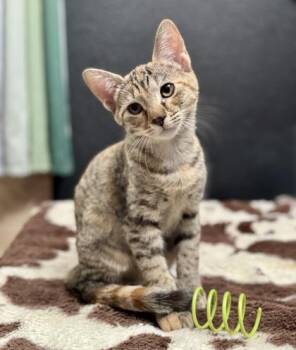 Malibu -  Domestic Short Hair Cat for Adoption in Visalia, California - Malibu | PetCurious