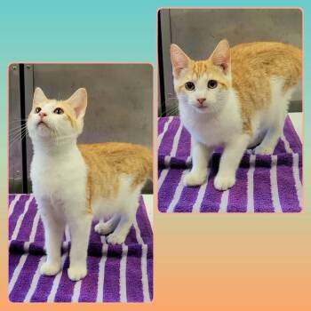 AUBURN -  Domestic Short Hair Cat for Adoption in Buckhannon, West Virginia - AUBURN | PetCurious