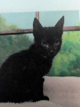 Marcus 3 -  Domestic Short Hair Cat for Adoption in Parker, Colorado - Marcus 3 | PetCurious