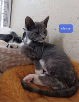 Alonzo -  Domestic Short Hair Cat for Adoption in Walworth, Wisconsin - Alonzo | PetCurious