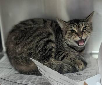 Domestic Short Hair Cats Available for Adoption - SHERRI | PetCurious