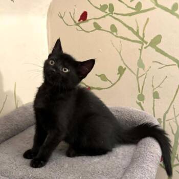 Fauna -  Domestic Medium Hair Cat for Adoption in Fairway, Kansas - Fauna | PetCurious