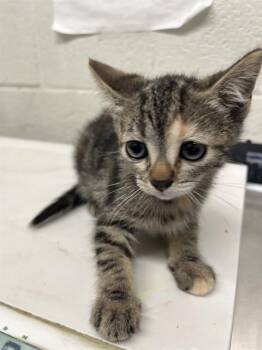 A273245 -  Domestic Short Hair Cat for Adoption in Chula Vista, California - A273245 | PetCurious