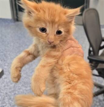 A1920354 -  Domestic Medium Hair Cat for Adoption in Thousand Palms, California - A1920354 | PetCurious