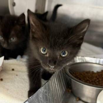 Mako 2 -  Domestic Short Hair Cat for Adoption in Cumming, Georgia - Mako 2 | PetCurious
