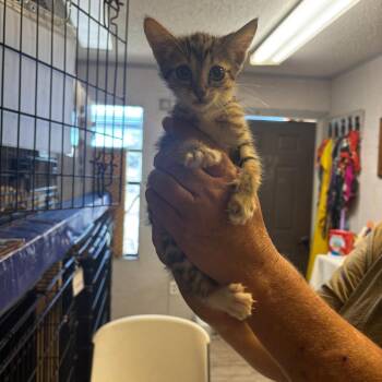 Clyde -  Domestic Short Hair Cat for Adoption in Hinesville, Georgia - Clyde | PetCurious