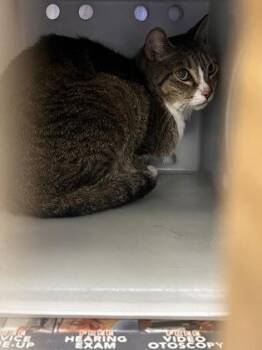 Domestic Short Hair Cats Available for Adoption in Daytona Beach, Florida - Cleocatra | PetCurious