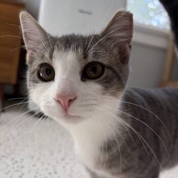 Paige -  Domestic Short Hair Cat for Adoption in Montclair, New Jersey - Paige | PetCurious