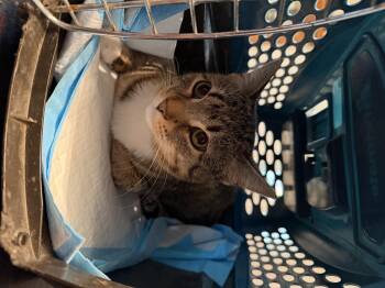 Tabby Cats Available for Adoption in Fennville, Michigan - Vesper | PetCurious