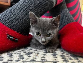 Rescue Domestic Short Hair Cats for Adoption in Raleigh, North Carolina - DEEDEE | PetCurious