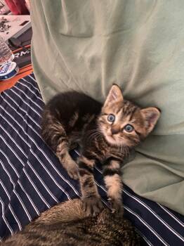 Tabby Cats Available for Adoption - Fifa | PetCurious